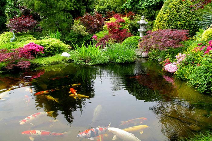 asian garden koi fish pond