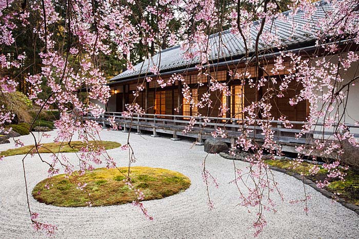 sakura cherry blossom tree dry garden