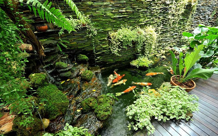 small asian garden koi fish pond
